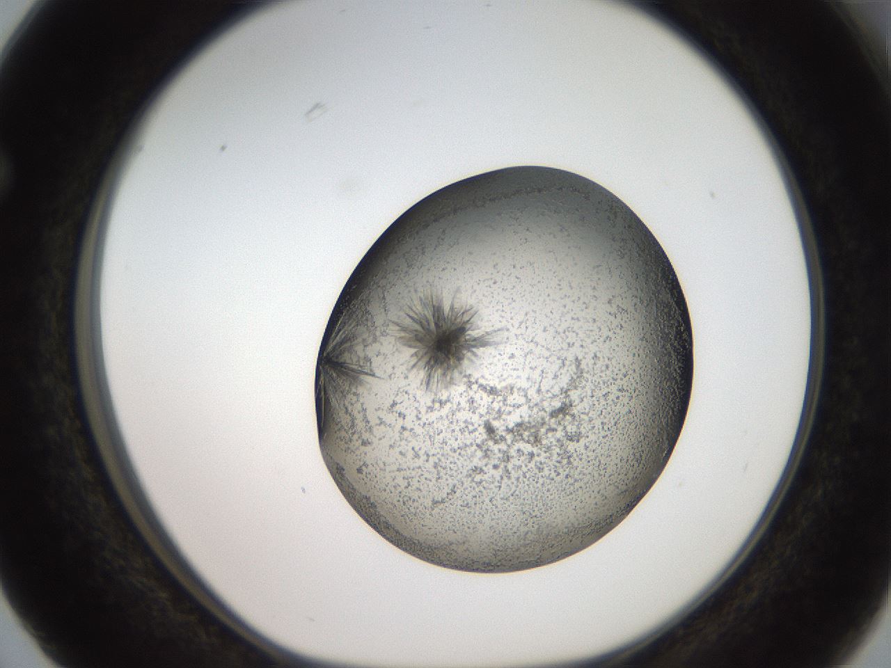 folderID46_plateID2046_batchID9002_wellNum63_profileID1_d1_r138005_ef.jpg