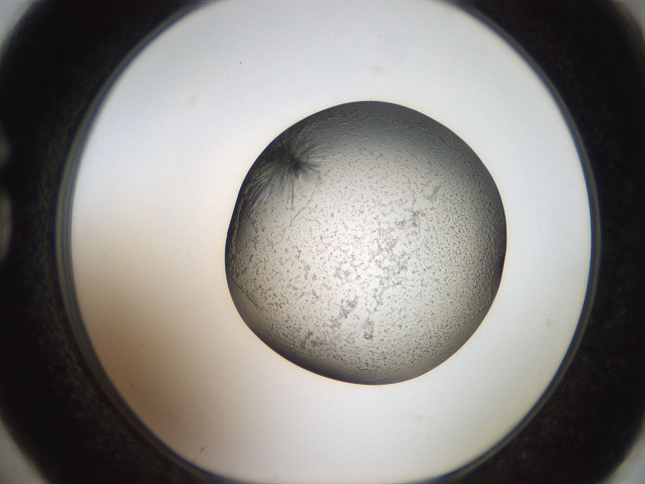folderID46_plateID2046_batchID9002_wellNum74_profileID1_d1_r138016_ef.jpg
