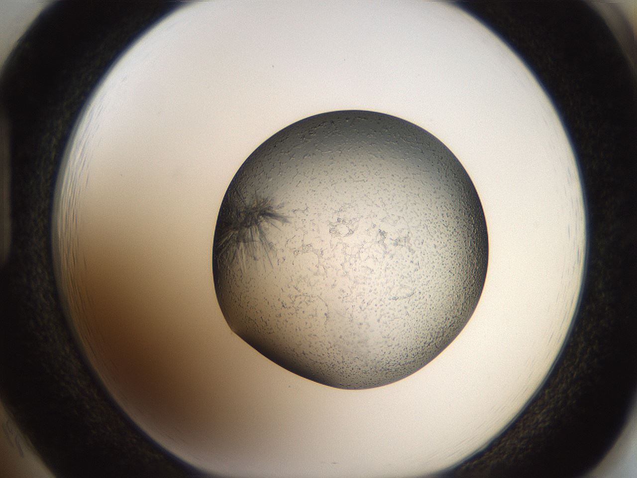 folderID46_plateID2046_batchID9002_wellNum85_profileID1_d1_r138027_ef.jpg