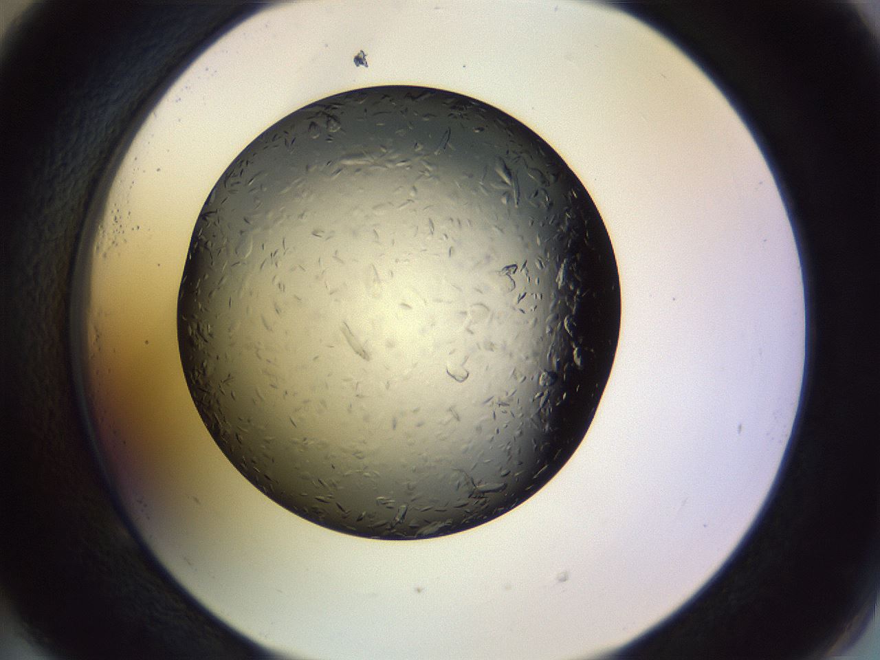 folderID470_plateID1470_batchID5583_wellNum53_profileID1_d2_r93070_ef.jpg