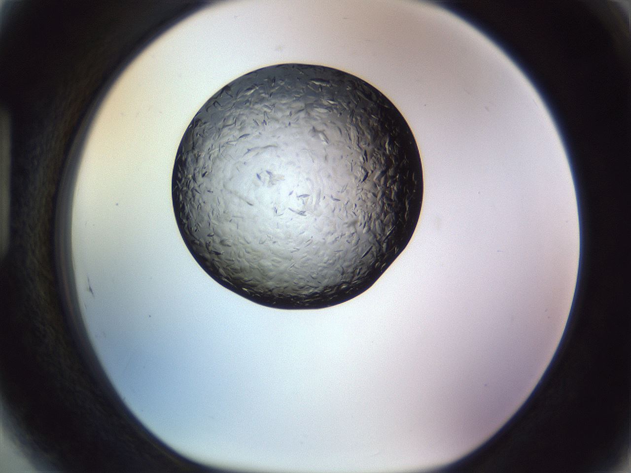 folderID470_plateID1470_batchID5583_wellNum89_profileID1_d1_r93141_ef.jpg