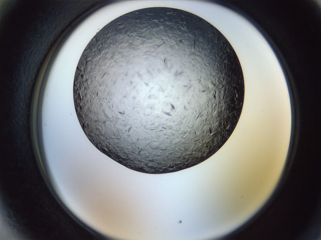 folderID470_plateID1470_batchID5583_wellNum89_profileID1_d2_r93142_ef.jpg