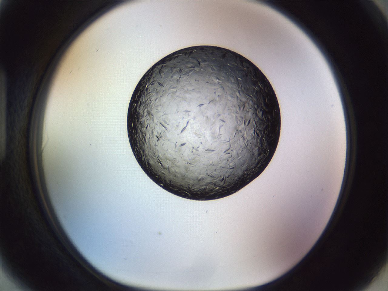 folderID470_plateID1470_batchID5583_wellNum90_profileID1_d1_r93143_ef.jpg