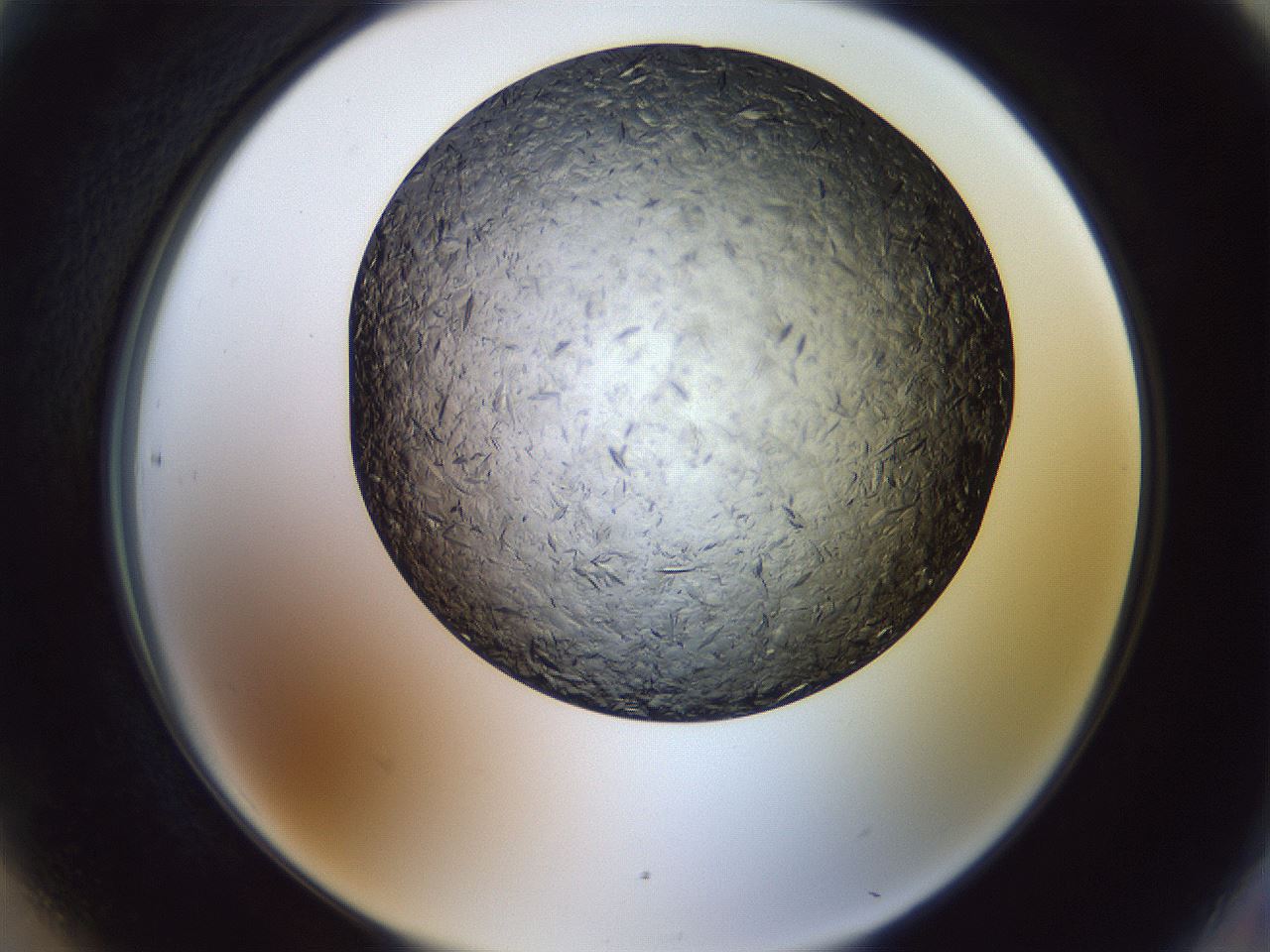 folderID470_plateID1470_batchID5583_wellNum90_profileID1_d2_r93144_ef.jpg