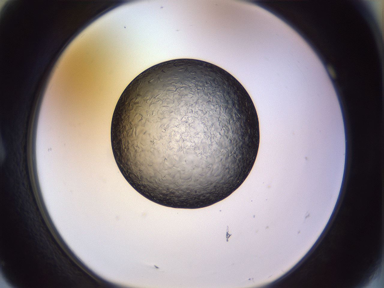 folderID470_plateID1470_batchID5595_wellNum7_profileID1_d1_r92977_ef.jpg