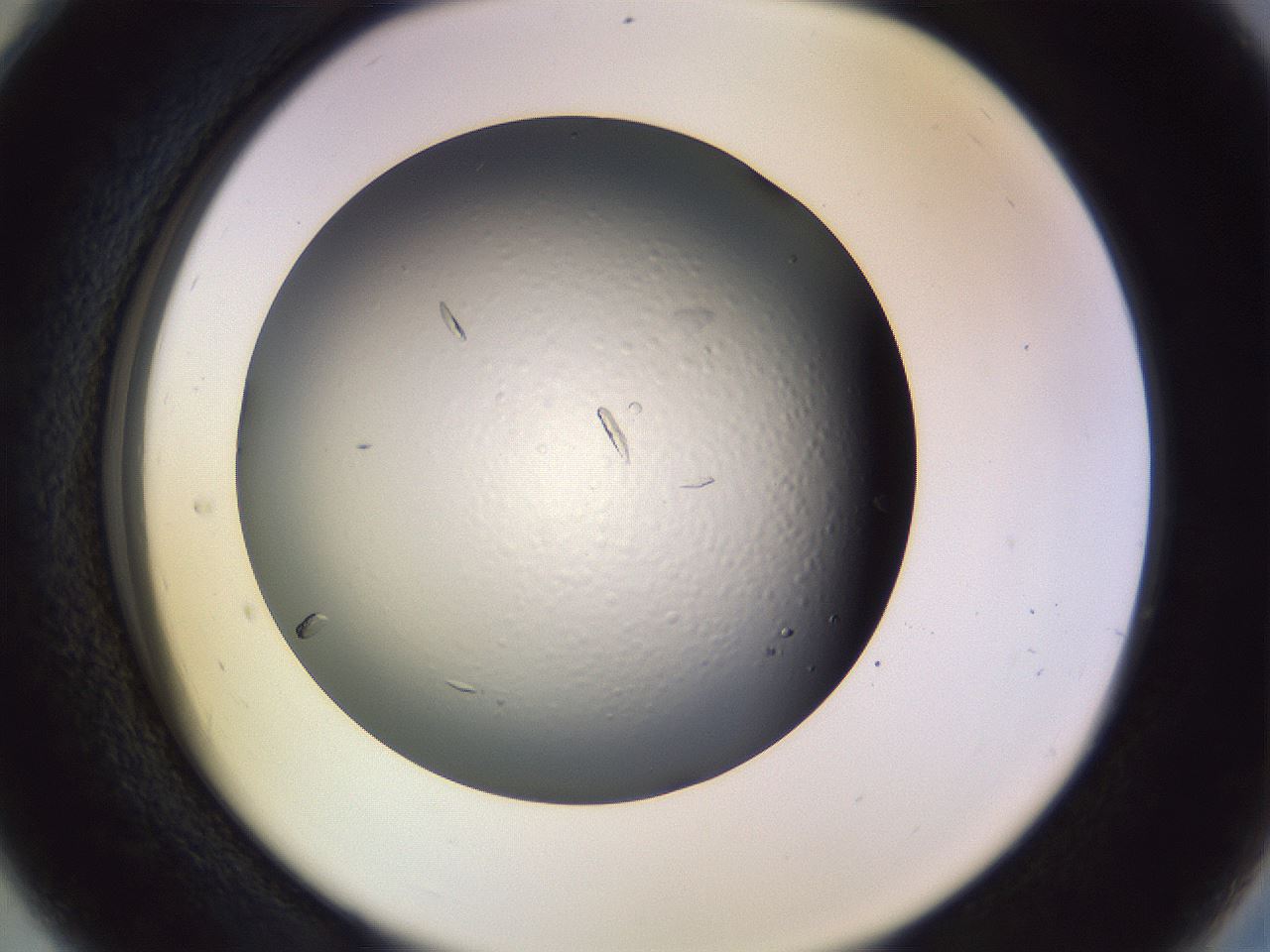 folderID470_plateID1470_batchID5612_wellNum28_profileID1_d2_r93020_ef.jpg