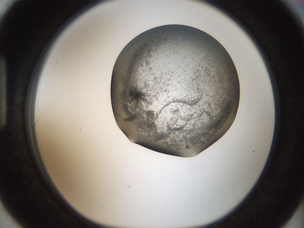 folderID46_plateID2046_batchID9002_wellNum90_profileID1_d1_r138032_ef.jpg