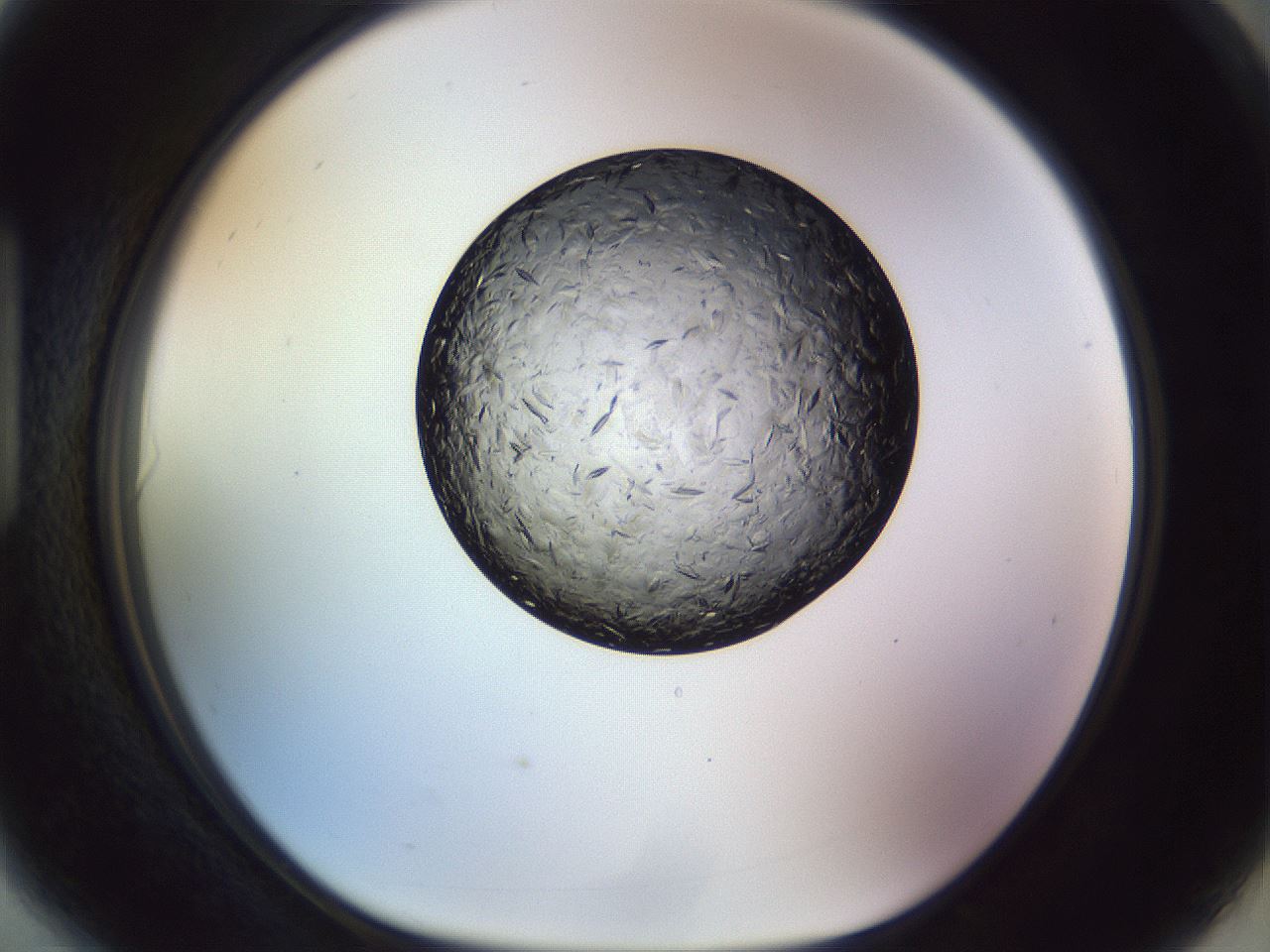 folderID470_plateID1470_batchID5673_wellNum90_profileID1_d1_r93143_ef.jpg