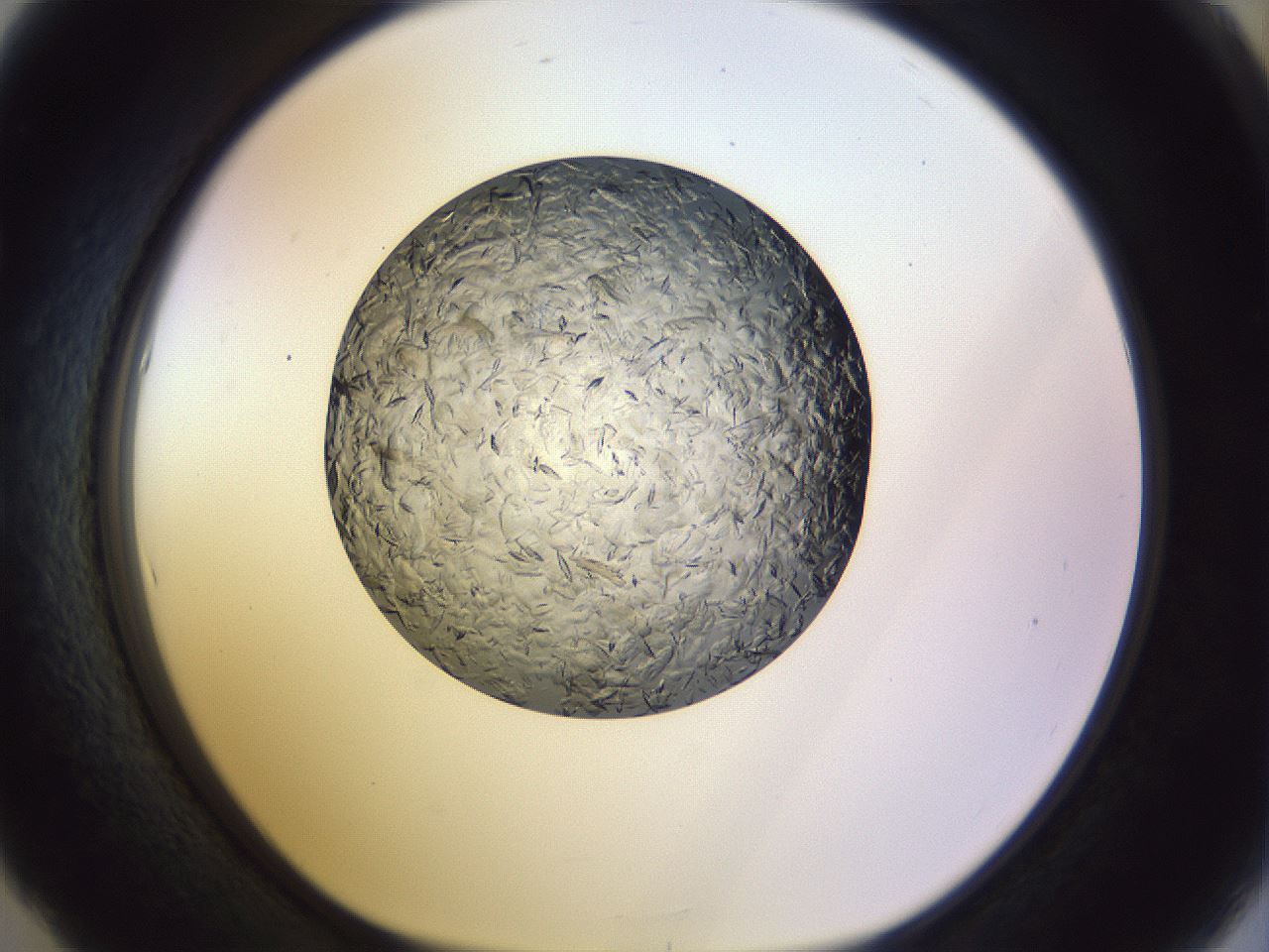folderID470_plateID1470_batchID5612_wellNum53_profileID1_d1_r93069_ef.jpg