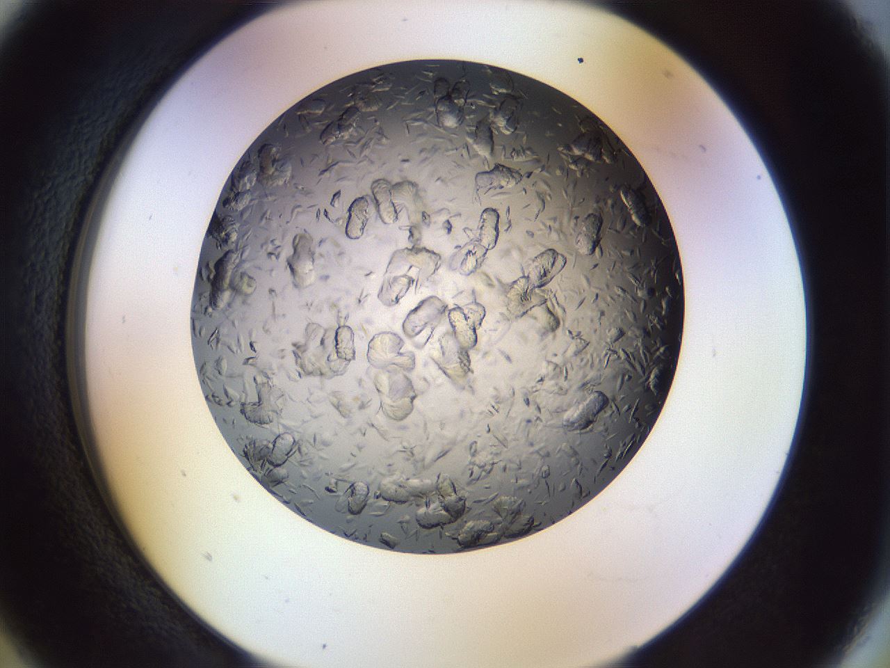 folderID470_plateID1470_batchID5612_wellNum5_profileID1_d2_r92974_ef.jpg