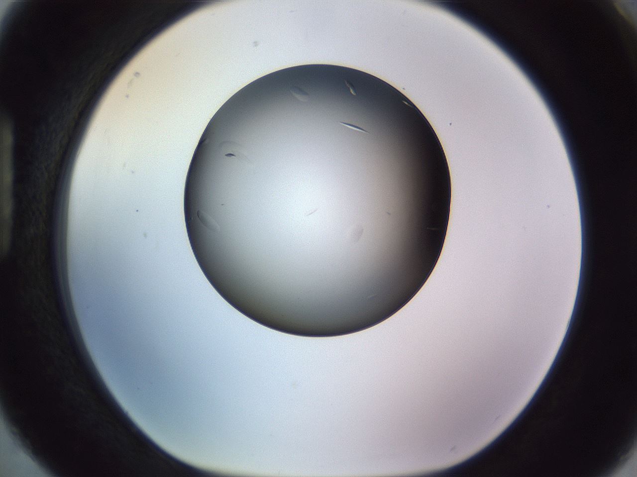 folderID470_plateID1470_batchID5612_wellNum88_profileID1_d1_r93139_ef.jpg