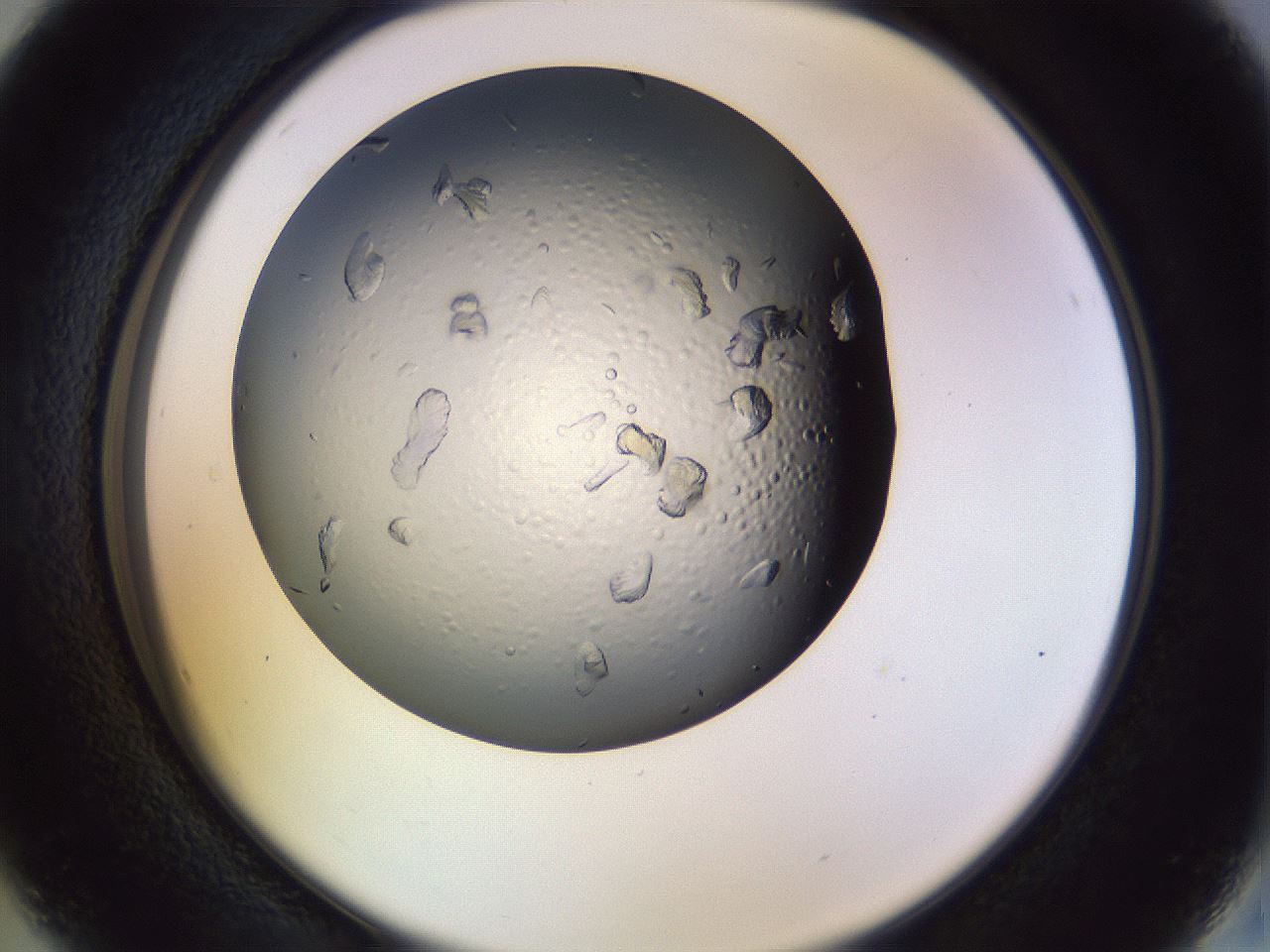 folderID470_plateID1470_batchID5625_wellNum16_profileID1_d2_r92996_ef.jpg