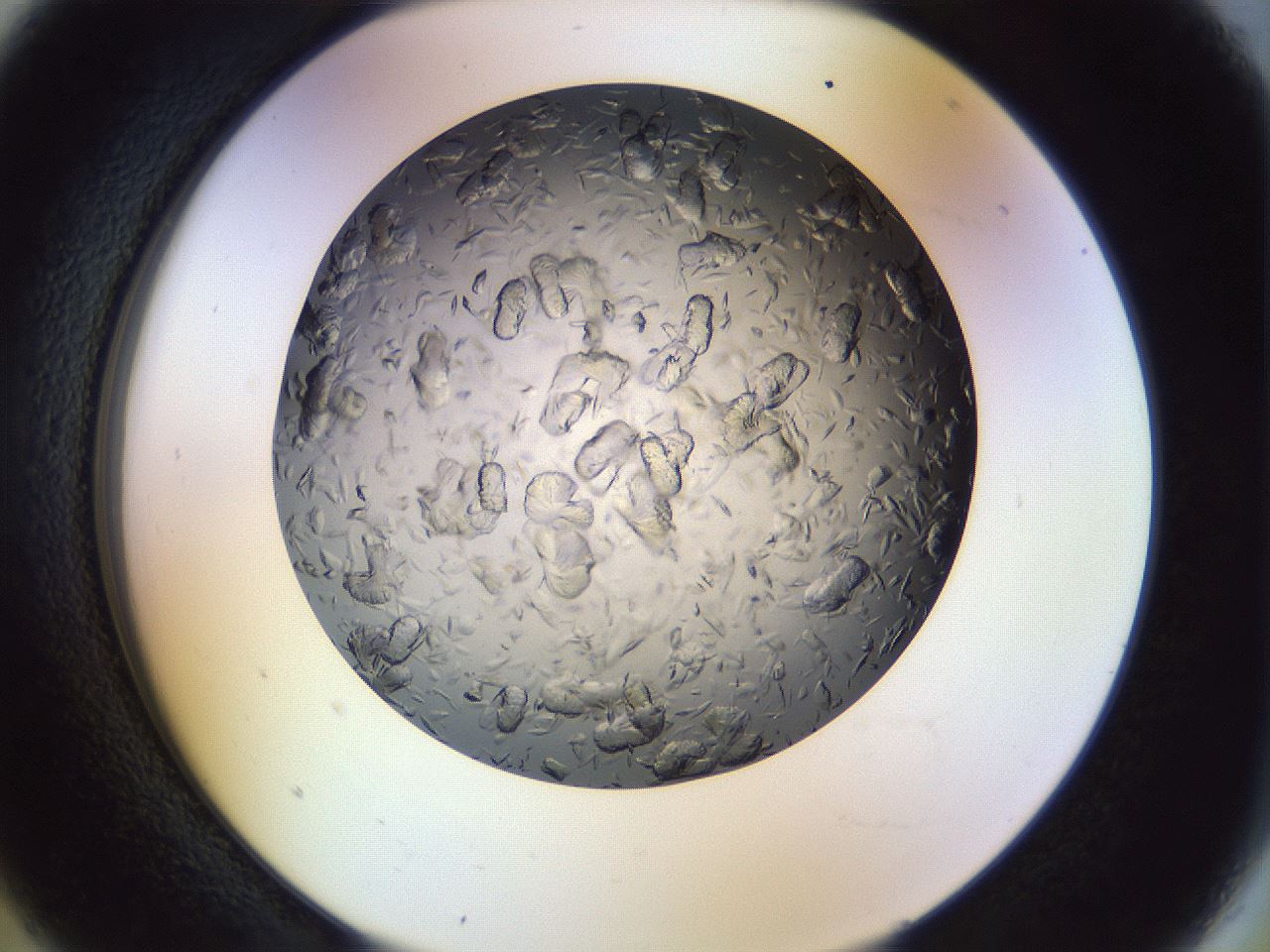 folderID470_plateID1470_batchID5625_wellNum5_profileID1_d2_r92974_ef.jpg
