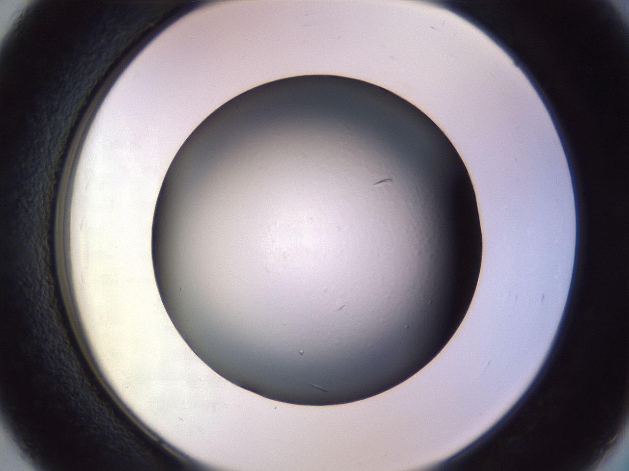 folderID470_plateID1470_batchID5636_wellNum39_profileID1_d2_r93042_ef.jpg