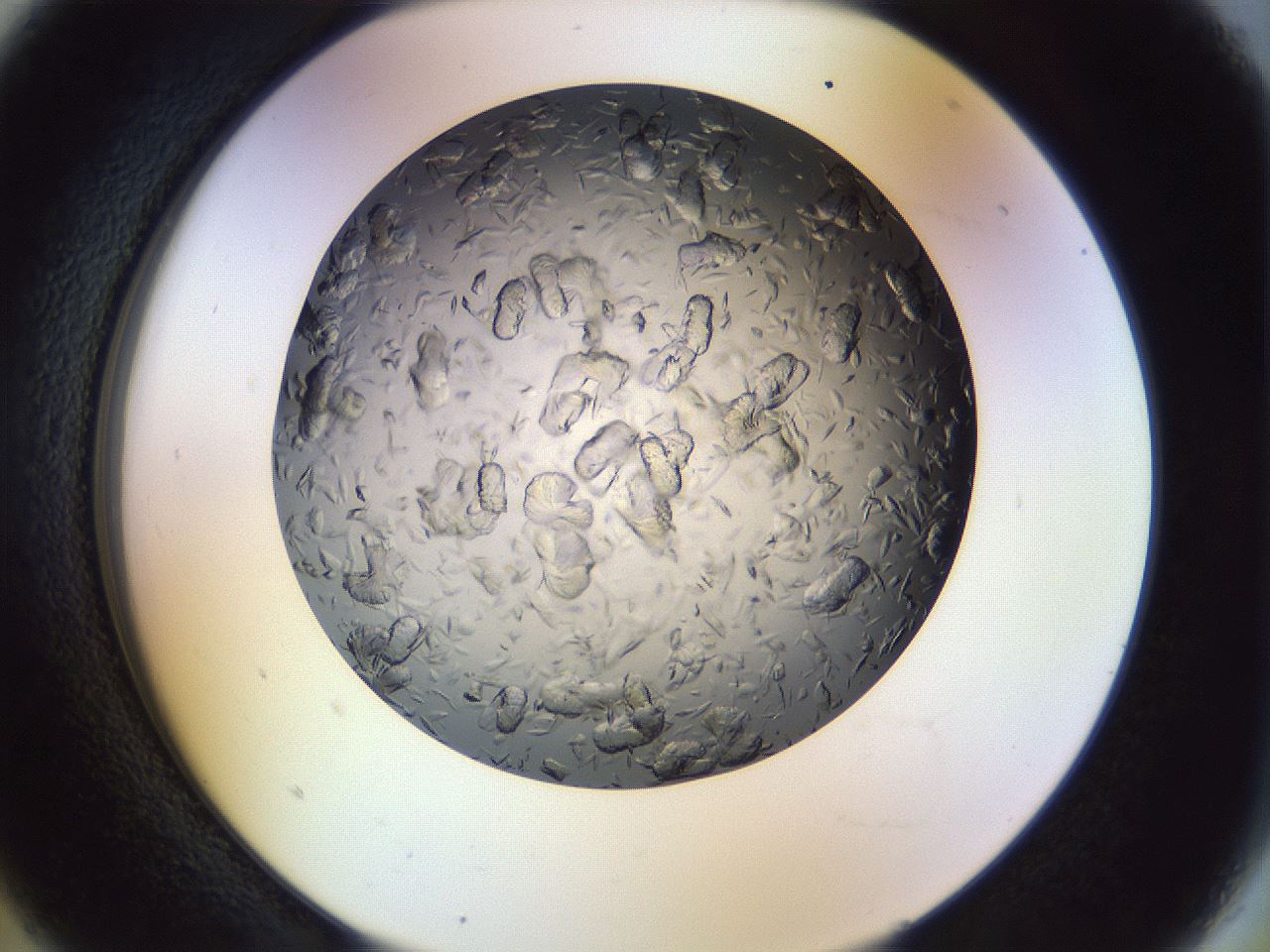 folderID470_plateID1470_batchID5636_wellNum5_profileID1_d2_r92974_ef.jpg
