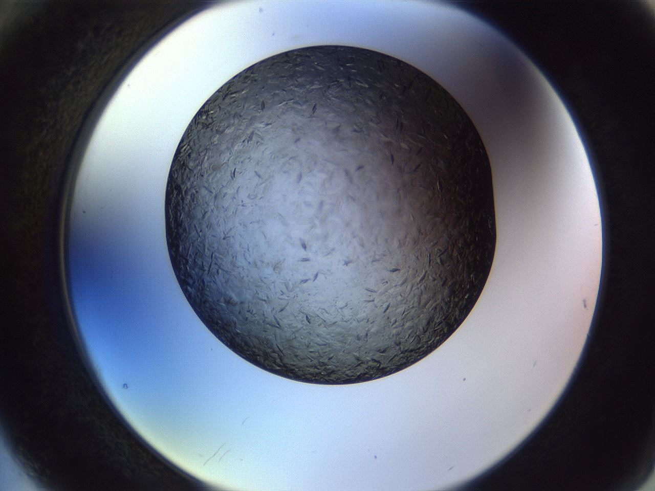 folderID470_plateID1470_batchID5636_wellNum76_profileID1_d2_r93116_ef.jpg
