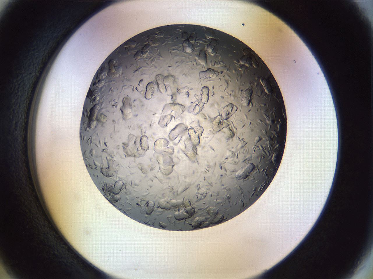 folderID470_plateID1470_batchID5656_wellNum5_profileID1_d2_r92974_ef.jpg