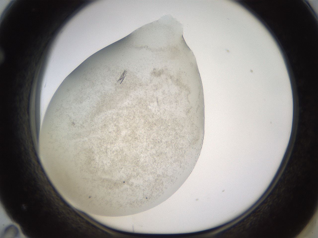 folderID496_plateID1496_batchID5900_wellNum71_profileID1_d1_r95221_ef.jpg
