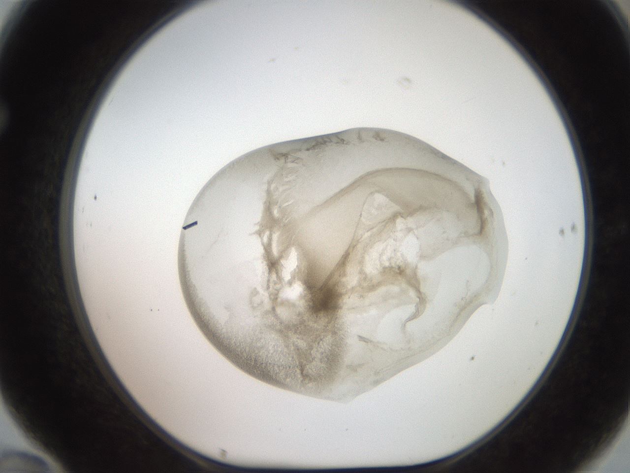 folderID474_plateID2474_batchID12042_wellNum70_profileID1_d1_r186053_ef.jpg