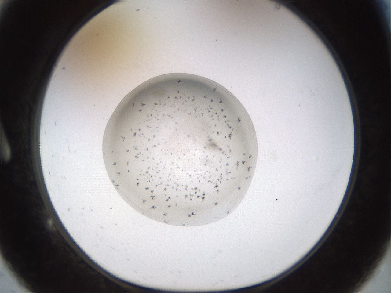 folderID491_plateID1491_batchID5858_wellNum9_profileID1_d1_r94624_ef.jpg