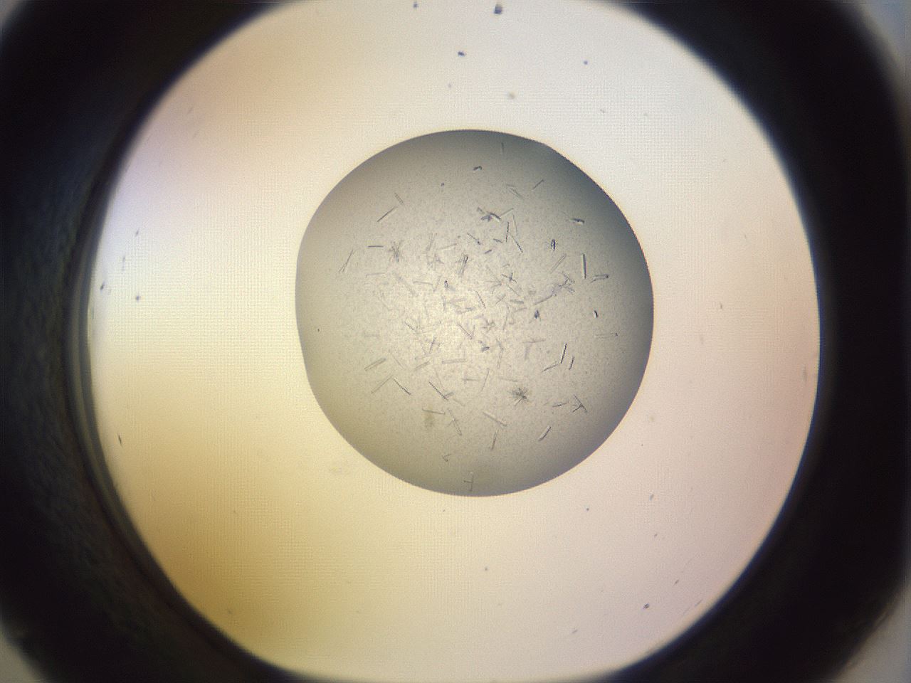 folderID503_plateID1503_batchID5905_wellNum45_profileID1_d1_r95485_ef.jpg