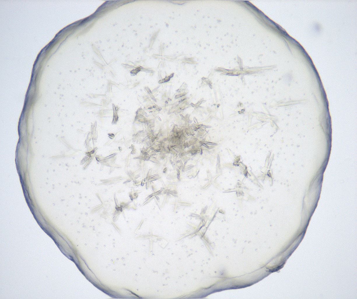 folderID517_plateID2517_batchID12476_wellNum36_profileID1_d1_r189090_ef.jpg