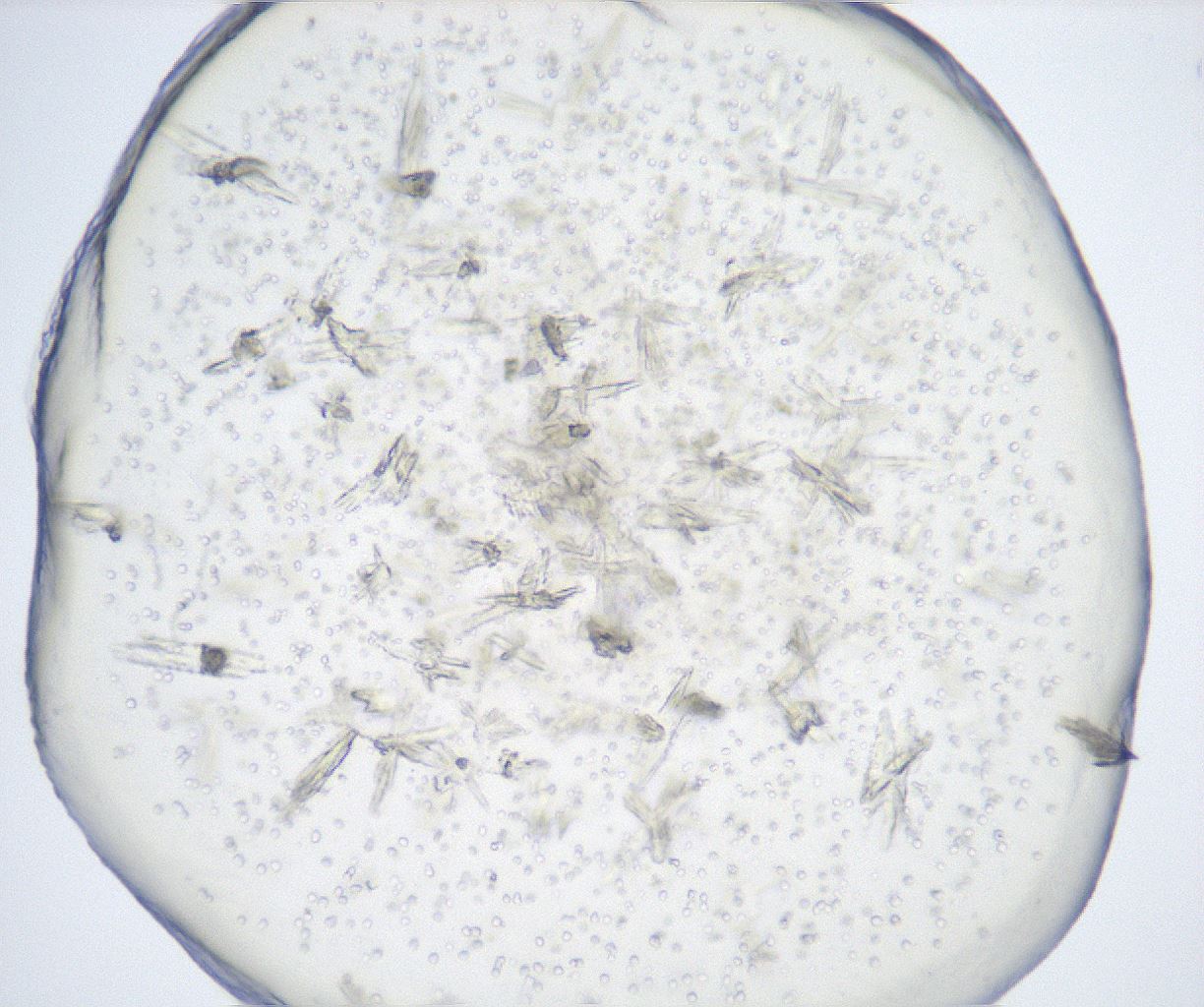 folderID517_plateID2517_batchID12476_wellNum95_profileID1_d1_r189208_ef.jpg