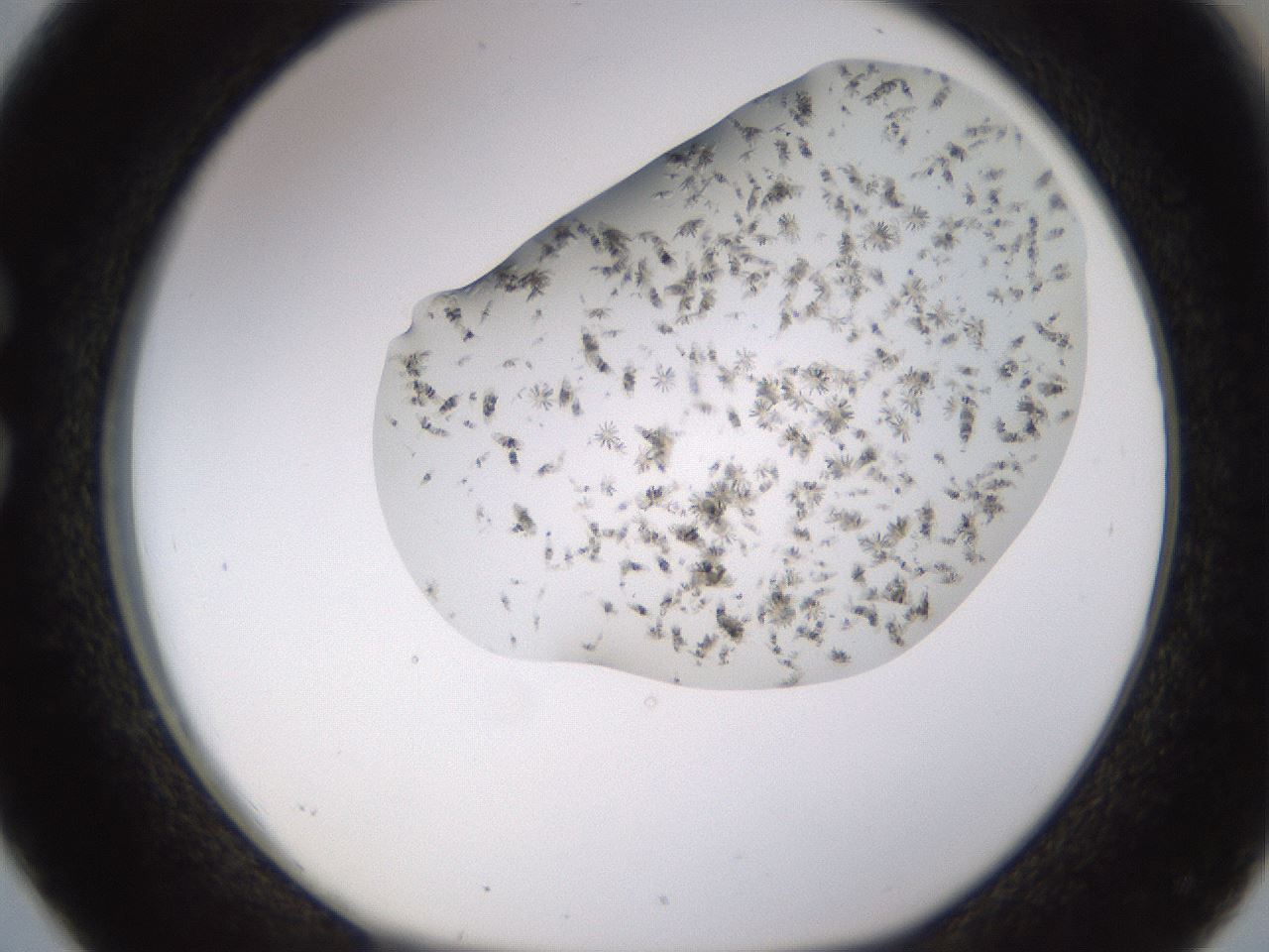 folderID518_plateID1518_batchID5983_wellNum26_profileID1_d1_r97290_ef.jpg