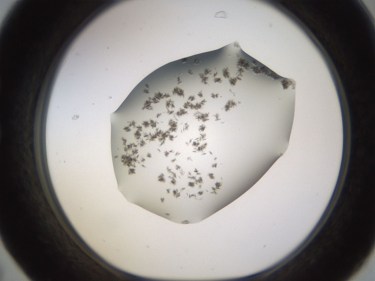 folderID518_plateID1518_batchID5983_wellNum31_profileID1_d1_r97295_ef.jpg
