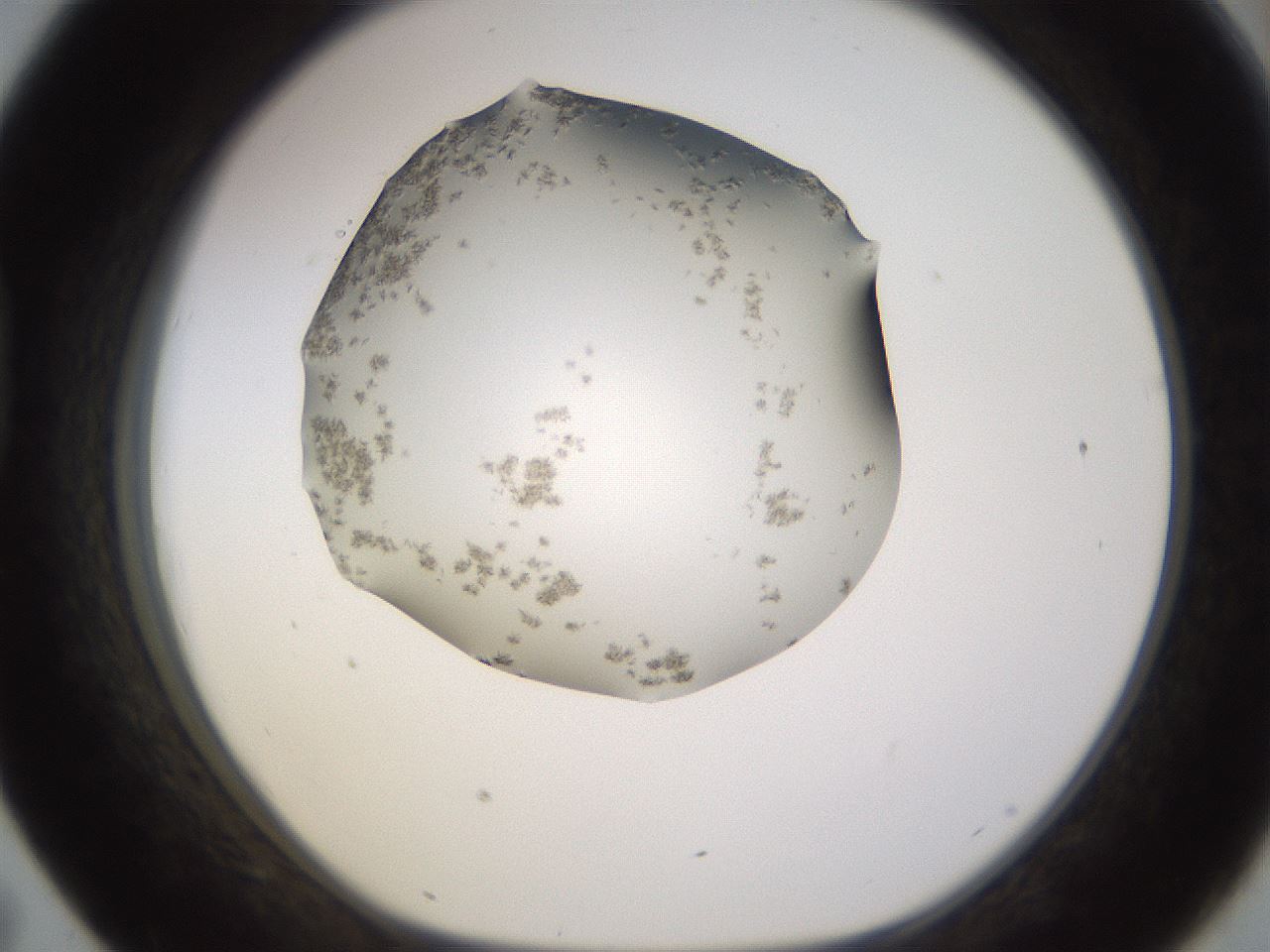 folderID518_plateID1518_batchID5983_wellNum43_profileID1_d1_r97307_ef.jpg