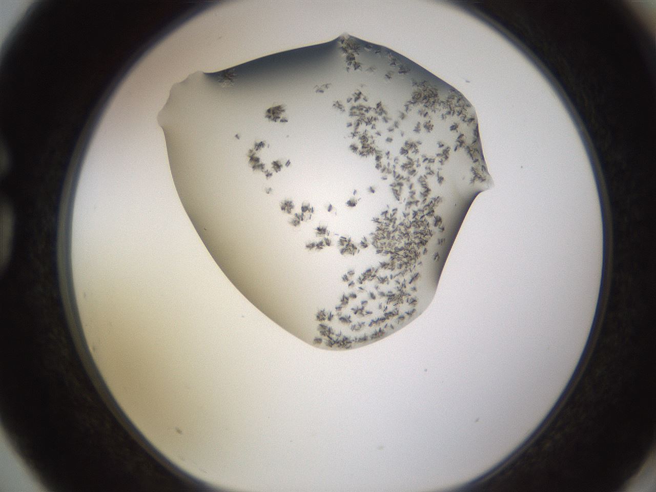 folderID518_plateID1518_batchID5983_wellNum75_profileID1_d1_r97339_ef.jpg