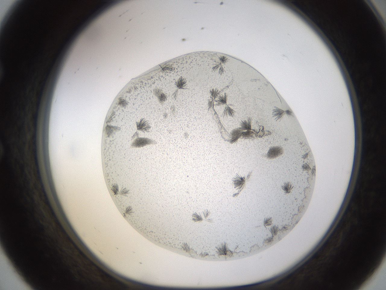 folderID521_plateID1521_batchID5990_wellNum56_profileID1_d1_r97608_ef.jpg
