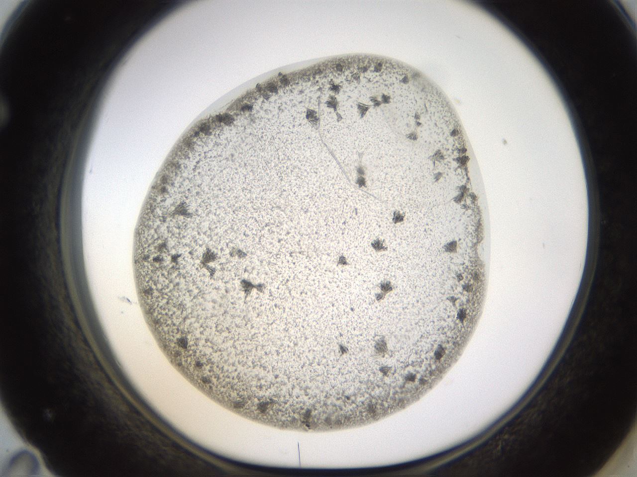 folderID521_plateID1521_batchID5990_wellNum71_profileID1_d1_r97623_ef.jpg