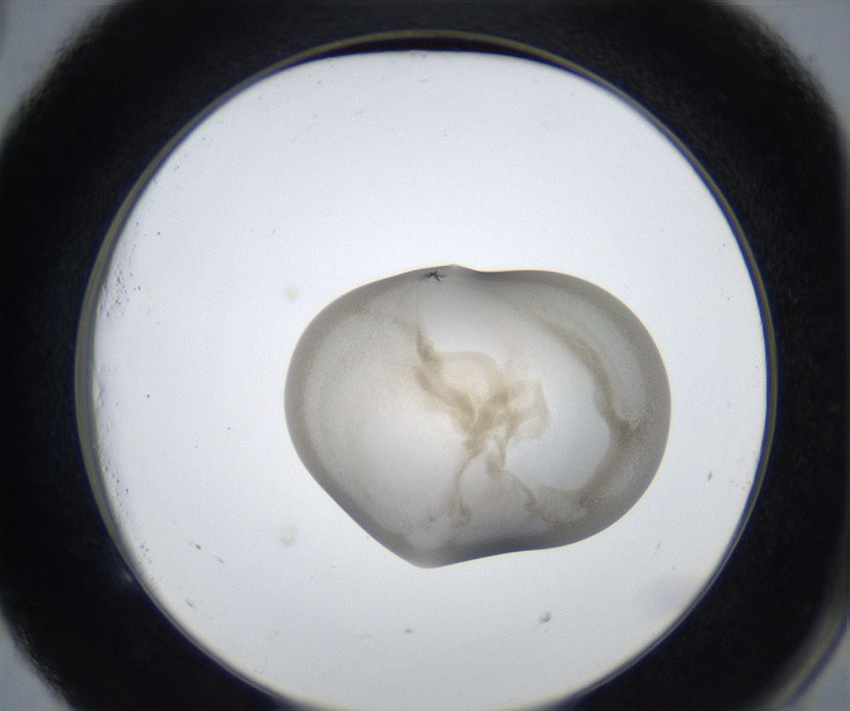 folderID521_plateID2521_batchID12480_wellNum53_profileID1_d2_r189893_ef.jpg