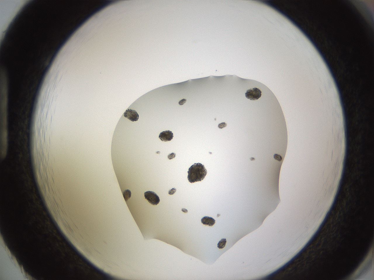 folderID518_plateID1518_batchID5983_wellNum86_profileID1_d1_r97350_ef.jpg