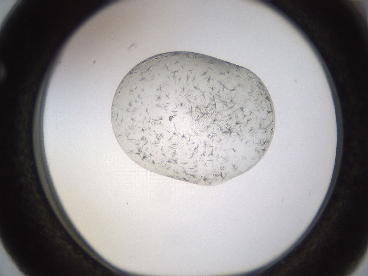 folderID524_plateID1524_batchID6147_wellNum63_profileID1_d1_r97965_ef.jpg