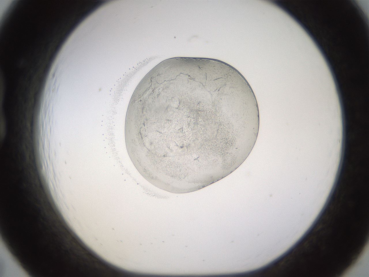 folderID524_plateID1524_batchID6147_wellNum19_profileID1_d1_r97877_ef.jpg