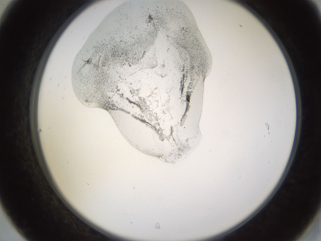folderID524_plateID1524_batchID6147_wellNum31_profileID1_d2_r97902_ef.jpg