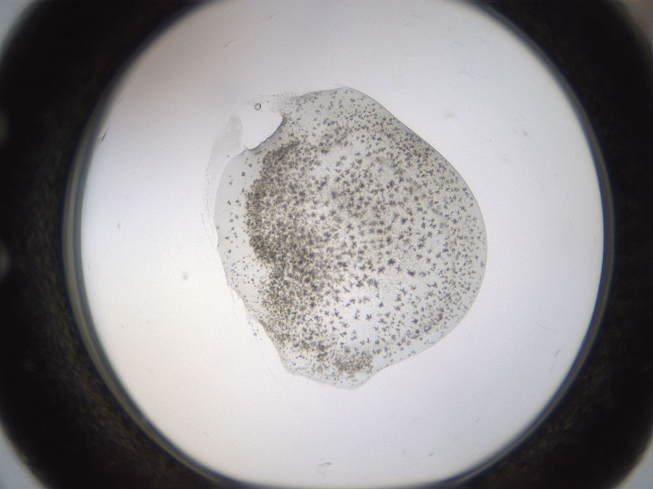 folderID524_plateID1524_batchID6147_wellNum51_profileID1_d1_r97941_ef.jpg