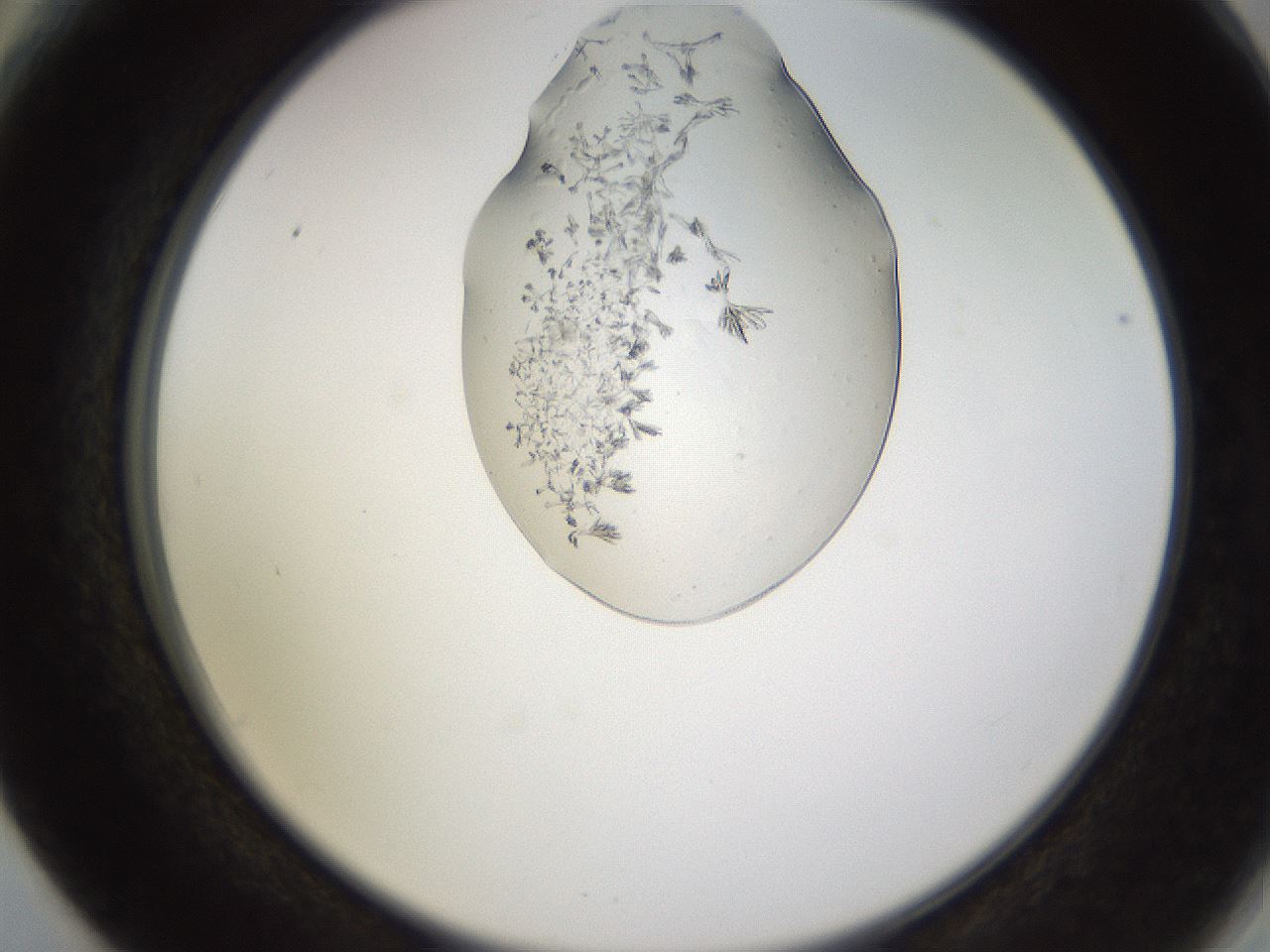 folderID524_plateID1524_batchID6147_wellNum66_profileID1_d2_r97972_ef.jpg