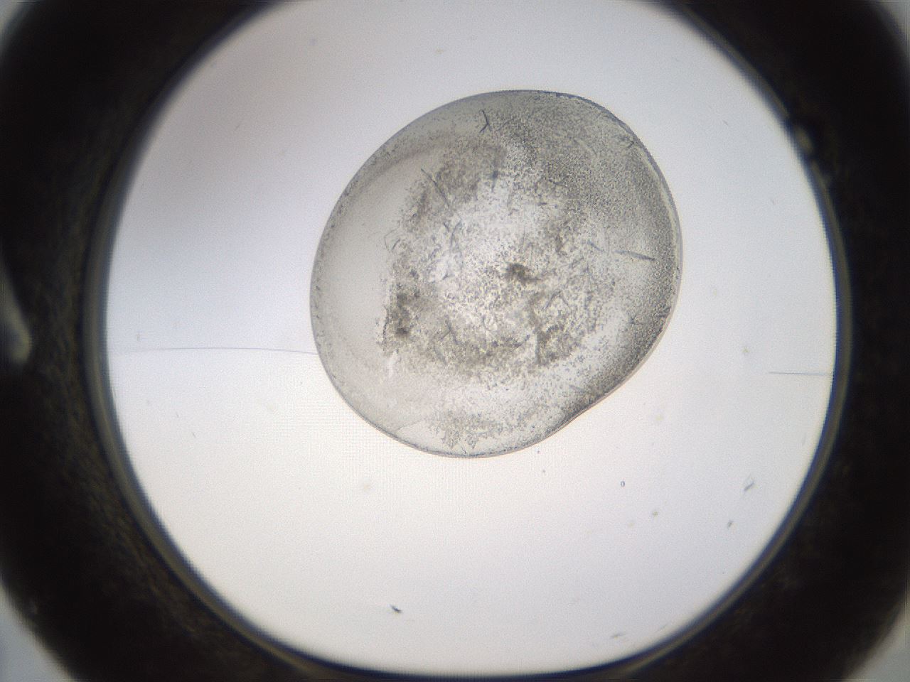 folderID524_plateID1524_batchID6147_wellNum7_profileID1_d1_r97853_ef.jpg