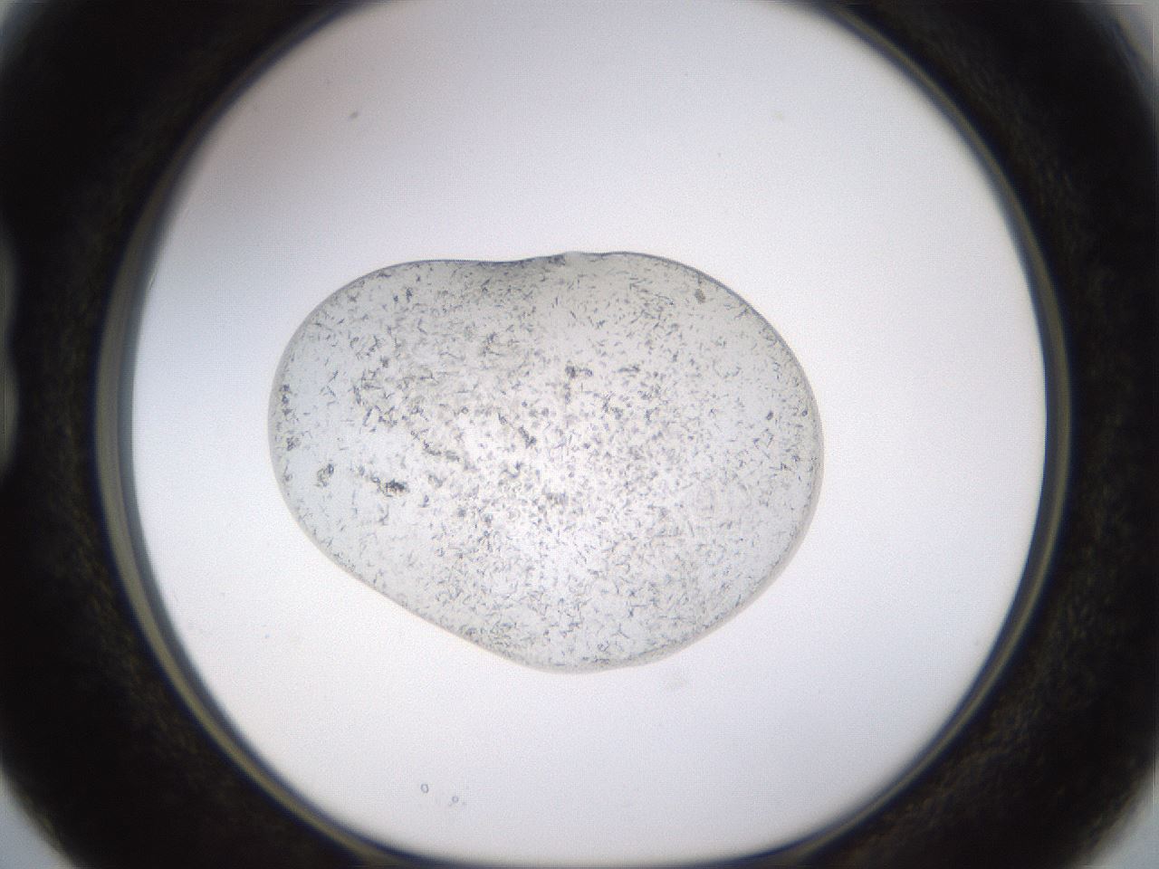 folderID525_plateID1525_batchID6148_wellNum15_profileID1_d1_r98061_ef.jpg
