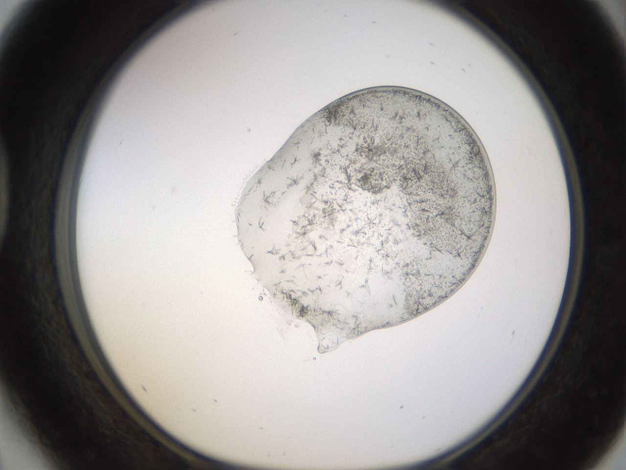 folderID527_plateID1527_batchID6154_wellNum41_profileID1_d1_r98305_ef.jpg