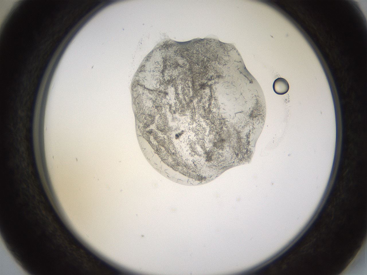folderID527_plateID1527_batchID6154_wellNum41_profileID1_d2_r98306_ef.jpg