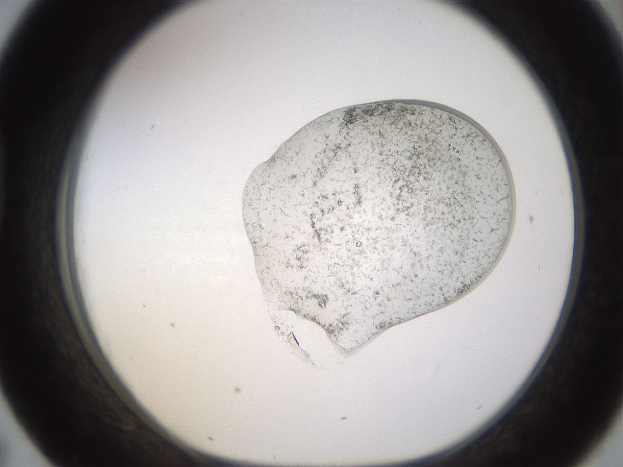 folderID527_plateID1527_batchID6154_wellNum43_profileID1_d1_r98309_ef.jpg