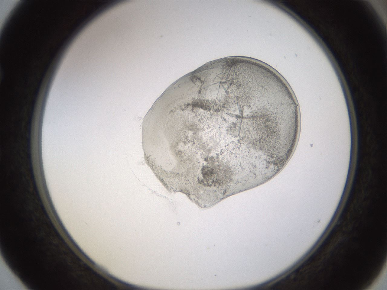 folderID527_plateID1527_batchID6154_wellNum52_profileID1_d1_r98327_ef.jpg
