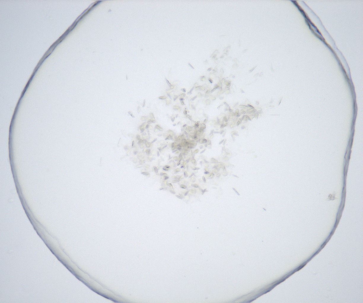 folderID527_plateID2527_batchID12501_wellNum40_profileID1_d1_r191986_ef.jpg