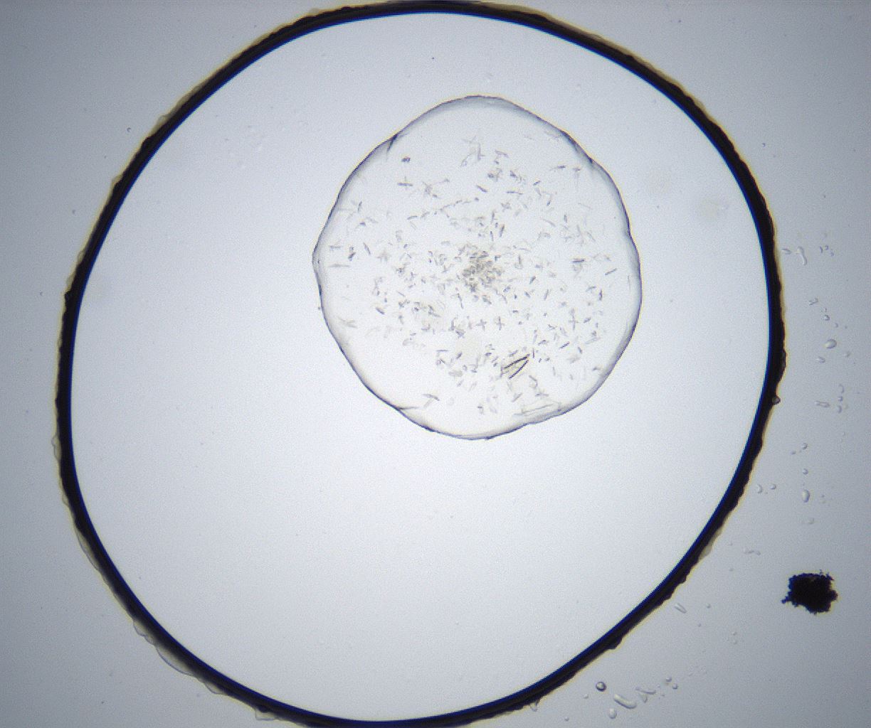 folderID527_plateID2527_batchID12501_wellNum48_profileID1_d1_r192002_ef.jpg