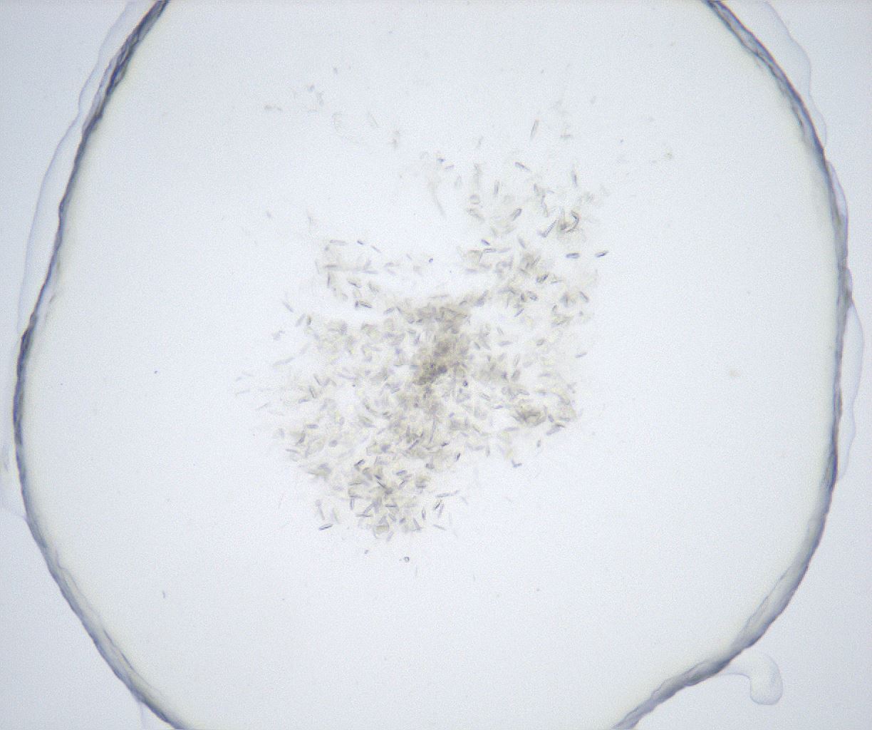 folderID527_plateID2527_batchID12501_wellNum51_profileID1_d1_r192008_ef.jpg