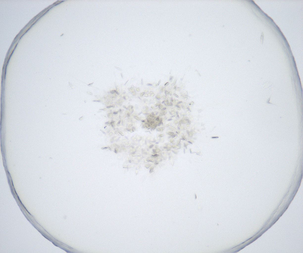 folderID527_plateID2527_batchID12501_wellNum52_profileID1_d1_r192010_ef.jpg